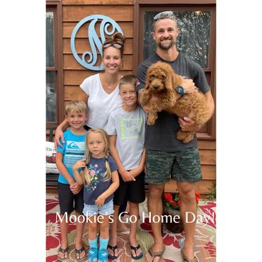 F1b Labradoodle Puppy