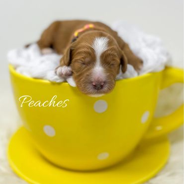 Mini Goldendoodle