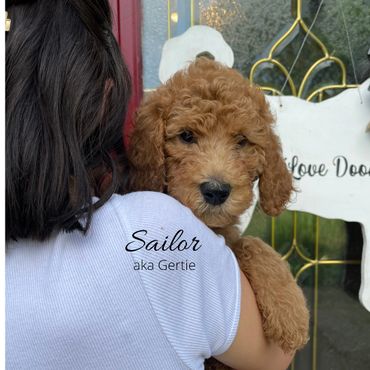 F1b Labradoodle Puppy