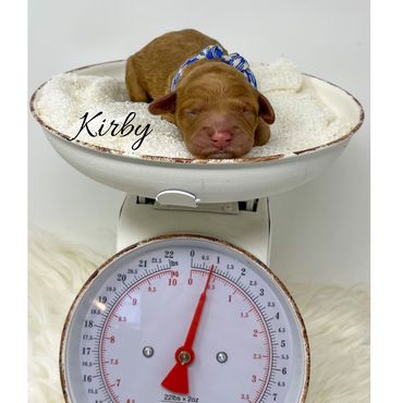 F1bb Goldendoodle puppy