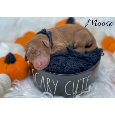 F1b Labradoodle puppy