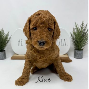 F1bb Goldendoodle puppy