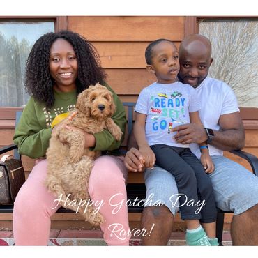 F1b Goldendoodle Puppy