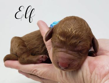 F1b Labradoodle Puppy