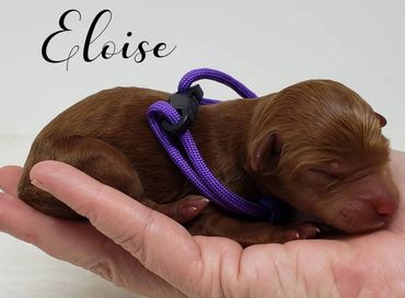 F1b Labradoodle Puppy