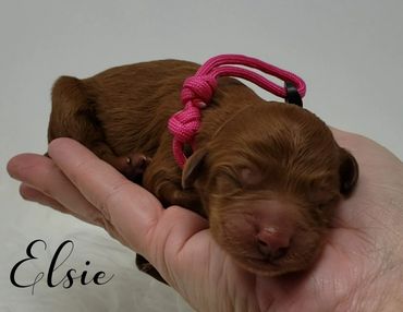 F1b Labradoodle Puppy