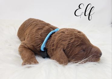 "Elf" - Light blue collar male