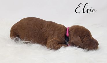 F1b Labradoodle Puppy