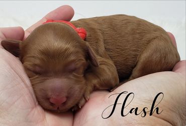 F1b Goldendoodle Puppy
