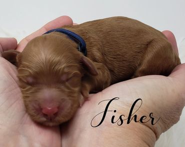 F1b Goldendoodle Puppy