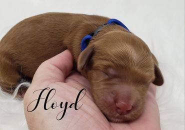 F1b Goldendoodle Puppy