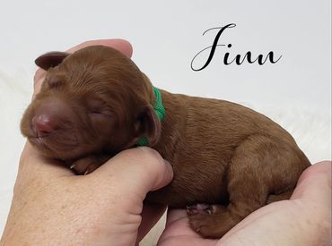 F1b Goldendoodle Puppy