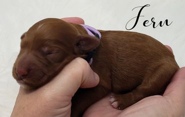 F1b Goldendoodle Puppy