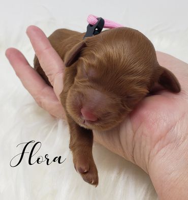 F1b Goldendoodle Puppy