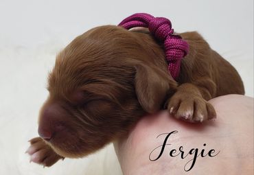 F1b Goldendoodle Puppy