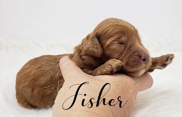 F1b Goldendoodle puppy