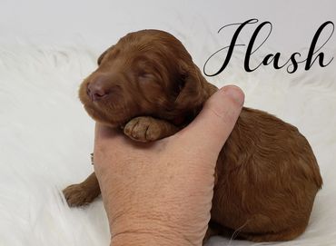 F1b Goldendoodle puppy