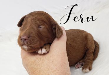 F1b Goldendoodle puppy