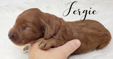 F1b Goldendoodle puppy