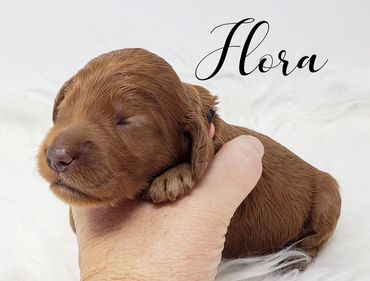 F1b Goldendoodle puppy