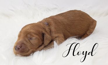 F1b Goldendoodle puppy