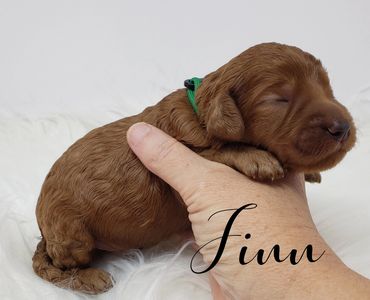 F1b Goldendoodle puppy