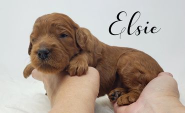 F1b Labradoodle Puppy