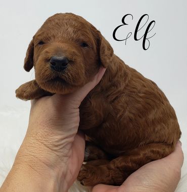 F1b Labradoodle Puppy
