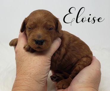 F1b Labradoodle Puppy