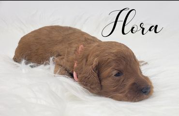 F1b Goldendoodle Puppy