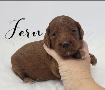 F1b Goldendoodle Puppy