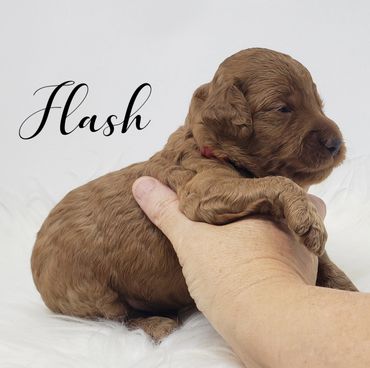 F1b Goldendoodle Puppy