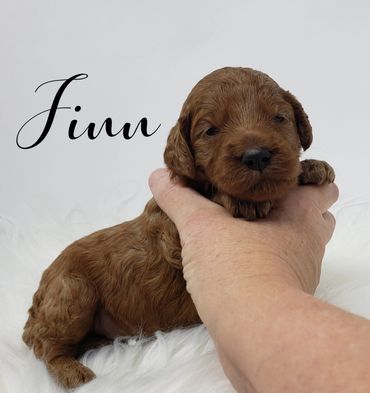 F1b Goldendoodle Puppy