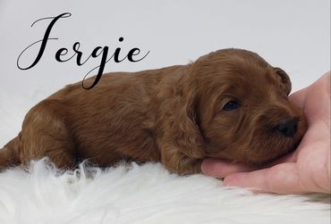 F1b Goldendoodle Puppy
