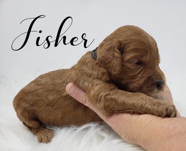 F1b Goldendoodle Puppy