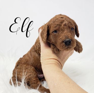 F1b Labradoodle Puppy