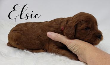 F1b Labradoodle Puppy