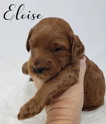 F1b Labradoodle Puppy