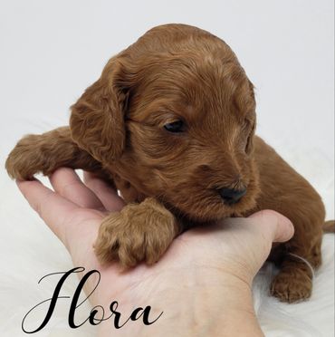 F1b Goldendoodle Puppy