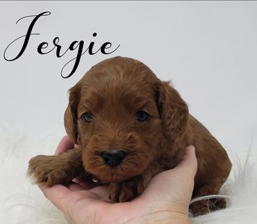F1b Goldendoodle Puppy
