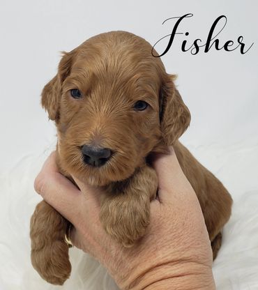 F1b Goldendoodle Puppy