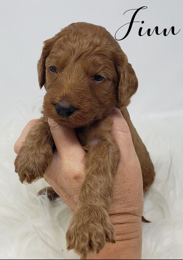 F1b Goldendoodle Puppy