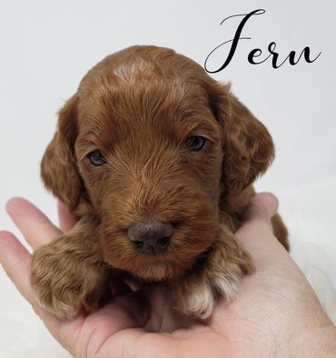 F1b Goldendoodle Puppy