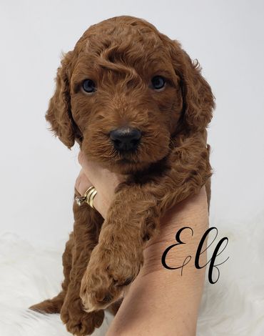 F1b Labradoodle Puppy
