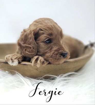 F1b Goldendoodle Puppy