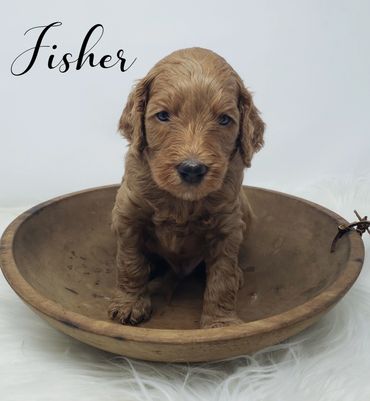 F1b Goldendoodle Puppy