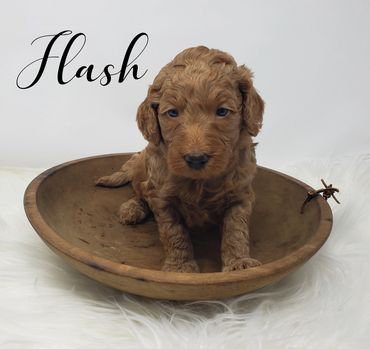 F1b Goldendoodle Puppy