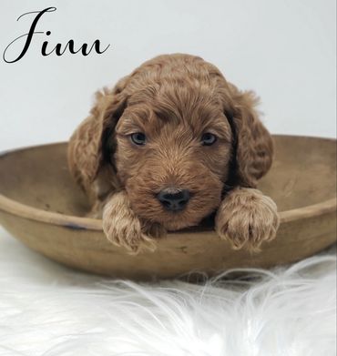 F1b Goldendoodle Puppy