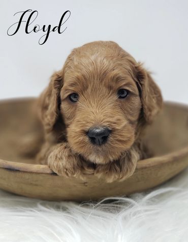 F1b Goldendoodle puppy
