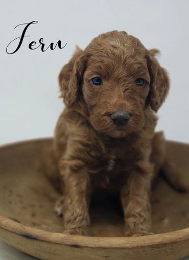 F1b Goldendoodle Puppy